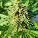 Cannabis delivery in Plzen image_753.jpg