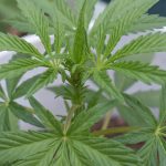 Buy the weed in Murcia image_774.jpg