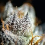 Marijuana store in Hamburg image_794.jpg