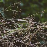 Buy THC vape in Czech Republic image_795.jpg