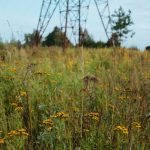 Weed shop in Dresden image_806.jpg