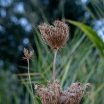 THC weed in Szeged image_807.jpg