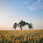 Buy THC vapes in Porto image_818.jpg