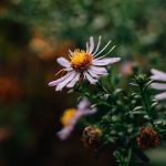 Buy marijuana in Graz image_828.jpg