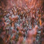 420 shop in Valencia image_838.jpg