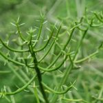 Weed shop in Las Palmas image_870.jpg