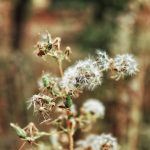 Buy THC vape in Bilbao image_906.jpg