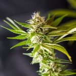 Buy THC vapes in Monte Carlo image_909.jpg