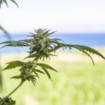 Buy marijuana in Brussels images10.jpg