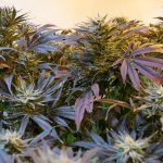 Marijuana delivery in Liverpool images104.jpg