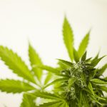 Marijuana shop in Austria images35.jpg