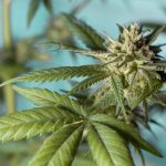 Weed delivery in Plovdiv images45.jpg