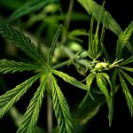 Cannabis delivery in Rotterdam images56.jpg