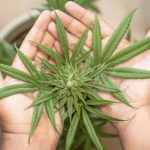 Buy weed in The Hague images6.jpg