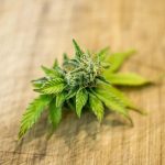 Weed shop in Helsinki images67.jpg