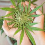 Buy THC marijuana in Cannes images9.jpg